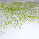 Illustration for article titled A Model Of Urban Growth In Living Matter